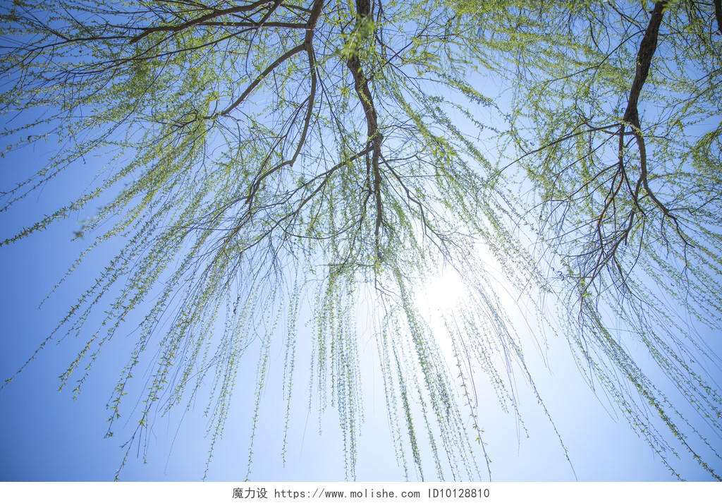 清明节春天绿色柳树图片